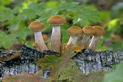 蘑菇,伞形毒菌,孢子,毒蘑菇,水平画幅,枝繁叶茂,无人,苔藓,组物体,户外