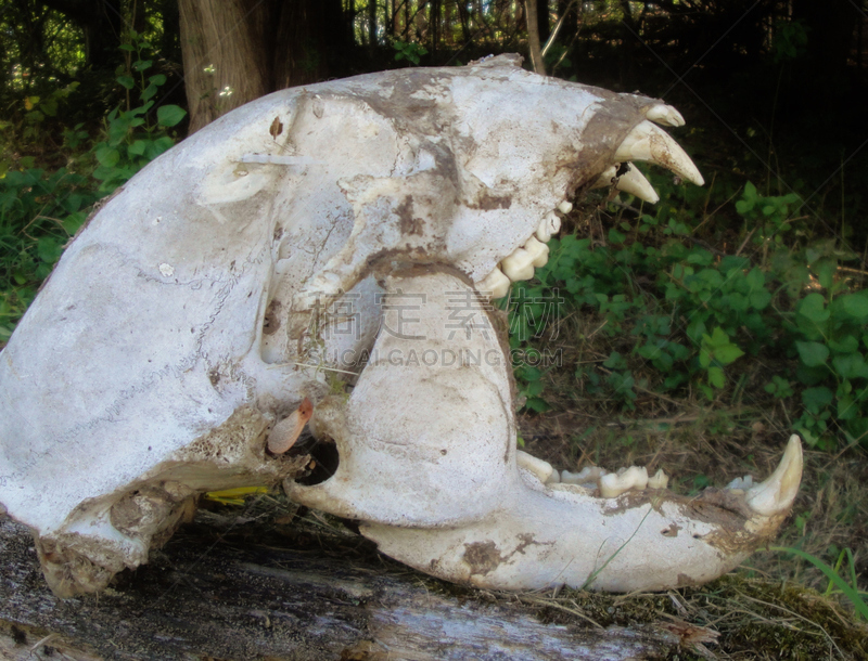 美洲黑熊,颅骨,动物颚骨,尖牙,动物骨,水平画幅,捕猎行为,死的,古老的,熊