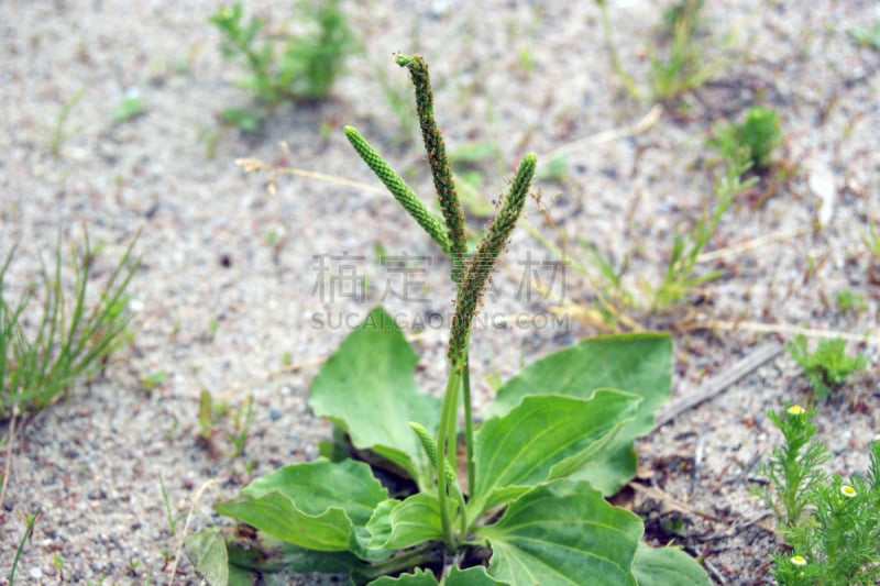 长叶车前,鹿角卢考特角,芭蕉,绿化隔离带,舌头,水平画幅,人的嘴,草,特写,羊羔