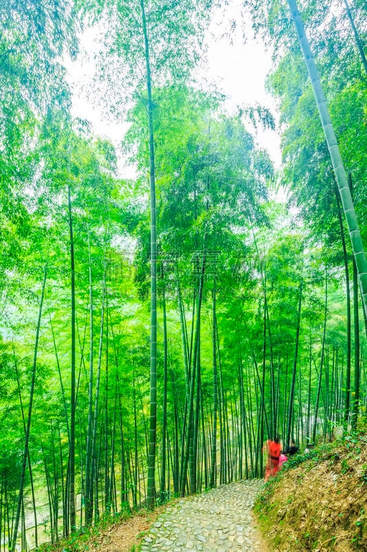 竹,小树林,竹林,花科植物,植物园,风水,单车道,植物茎,枝繁叶茂,园艺展览