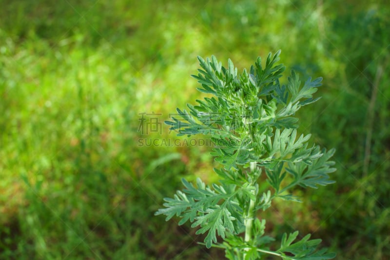 绿色,蒿属,草本,灌木丛,银色,幼小动物,水平画幅,止血剂,生食,夏天