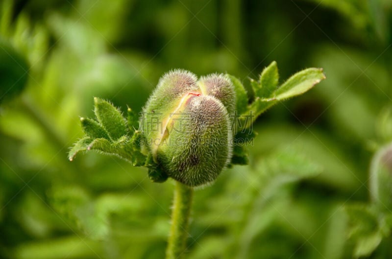 肉食植物,基尔肯尼郡,园林,红色,水平画幅,绿色,爱尔兰共和国,无人,摄影,花