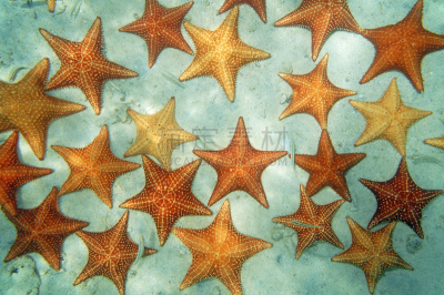 沙子,海底,海星,加勒比海,在下面,水,水平画幅,无人,水下,野外动物