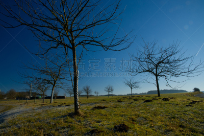 果树,海棠,水平画幅,樱桃,无人,醉樱桃,早晨,金冠苹果,雷尼优系,王林苹果