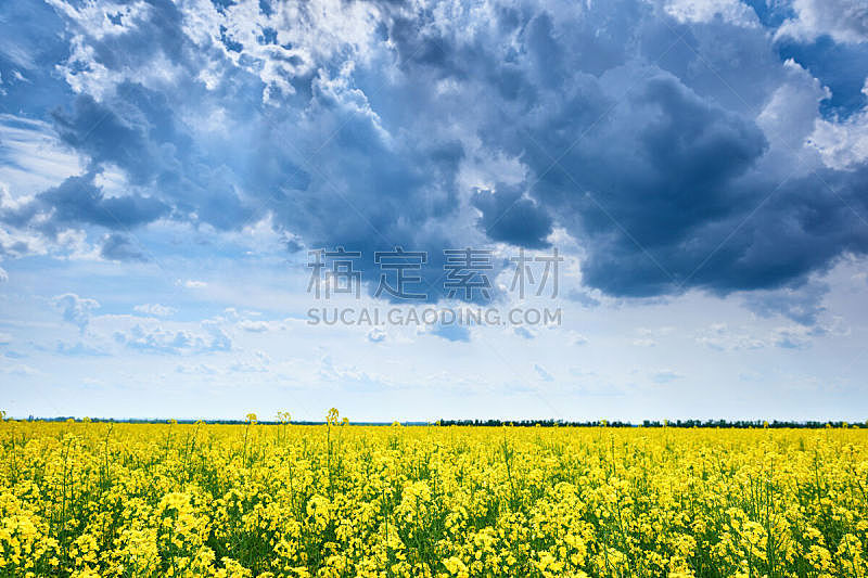 油菜花,夏天,田地,地形,黄色,天空,风,水平画幅,无人,户外