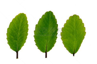 叶子,绿色,白色,阴阳球,静脉,自然,式样,水平画幅,有机食品,特写
