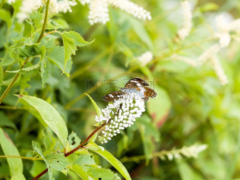 珍珠菜,白色,石川县,地球女神,自然,六月,水平画幅,生物,蝴蝶