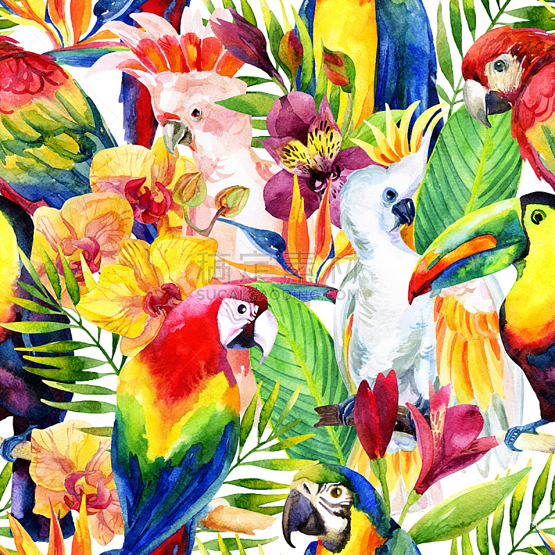四方连续纹样,热带的花,鹦鹉,水彩画,六出花,美冠鹦鹉,巨嘴鸟,兰花,水彩画颜料,野生动物