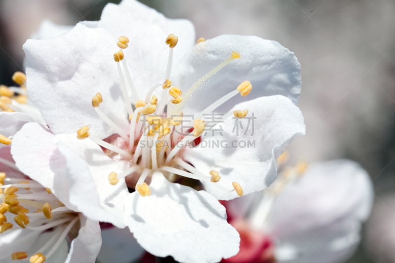 仅一朵花,樱桃,自然,图像聚焦技术,选择对焦,水平画幅,无人,樱桃树,夏天,果树