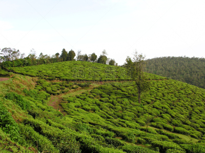 茶树,自然美,风景,阿萨姆,大吉岭,锡金,慕那尔,枝繁叶茂,马来西亚,饮料