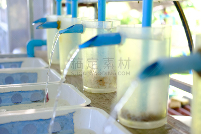 淡水鱼,罗非鱼,农场,养鱼场,自然,商务,干净,淡水,清新,渔业