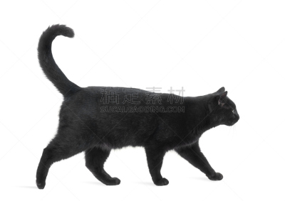 猫,侧面视角,黑色,白色,分离着色,杂种猫,水平画幅,家畜,无人,猫科动物