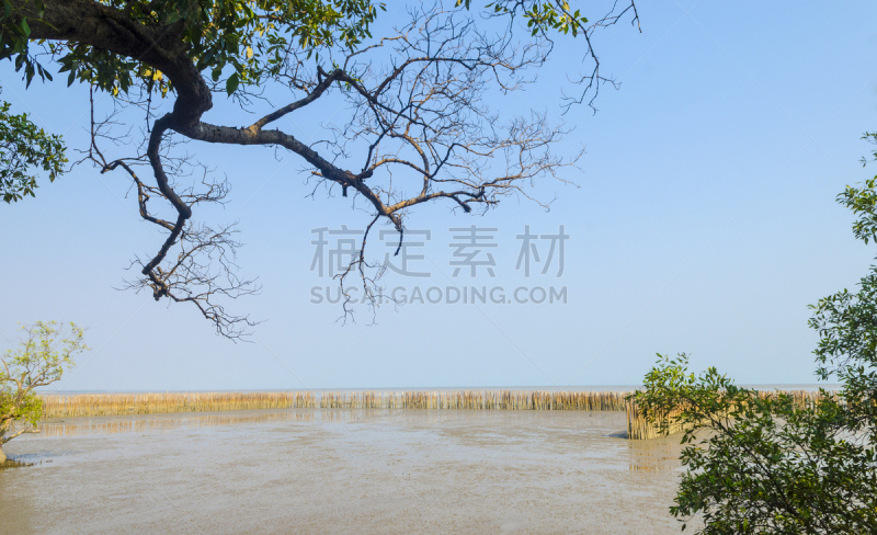 红树林,泰国,湿地,邦主,红树,野生动物,植物,河流,夏天,户外