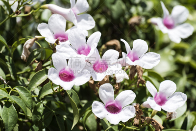 脆弱,白色,粉色,芳香的,水平画幅,无人,植物,灌木,唇形科,以色列