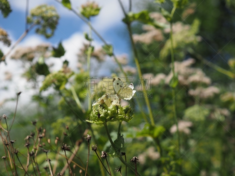 Zwei Schmetterlinge kämpfen um Blüte - Two Butterflies fight for food