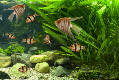 水族馆,鱼类,宠物,鱼缸,人工饲养动物,图像,美洲,动物,无人,淡水鱼