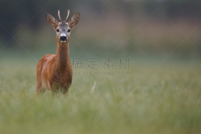 狍,河漫滩,野生动物,水平画幅,2015年,肖像,面对面,摄影
