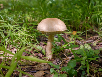 蛋白质,俄罗斯,蘑菇,蔬菜,森林,美味,传统,泉,四肢,腿