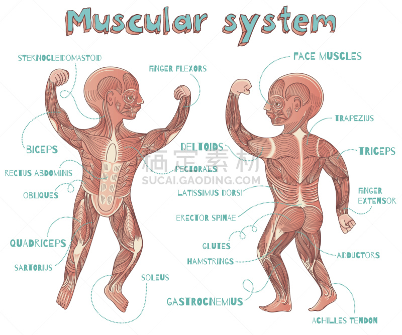 儿童,矢量,绘画插图,卡通,人,人类肌肉,有序,缝匠肌,部分,运动