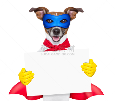狗,杰克拉瑟短腿犬,留白,领导能力,水平画幅,梗犬,安全,非凡的,白色