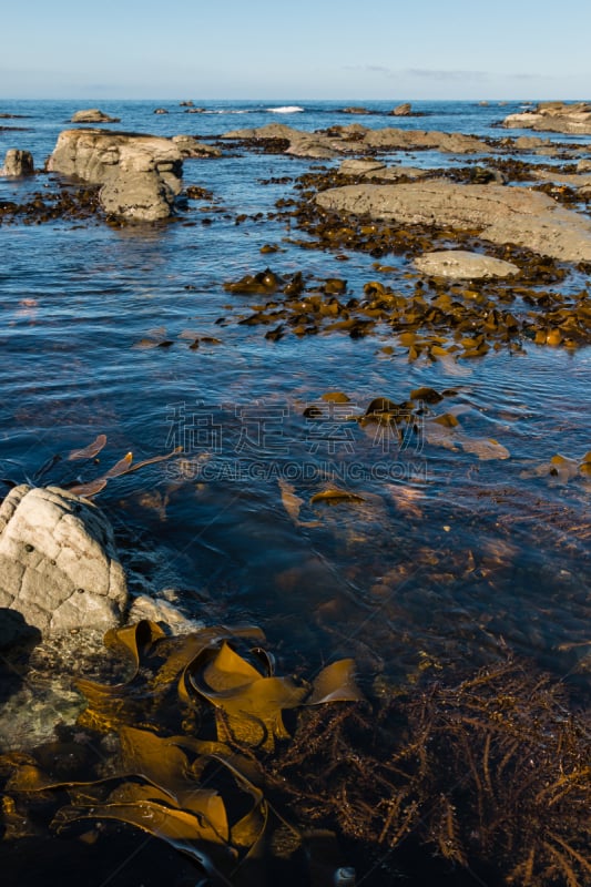 海洋,海草,giant海藻灰,海藻灰,光合作用,复叶,垂直画幅,水生植物,岩石,无人