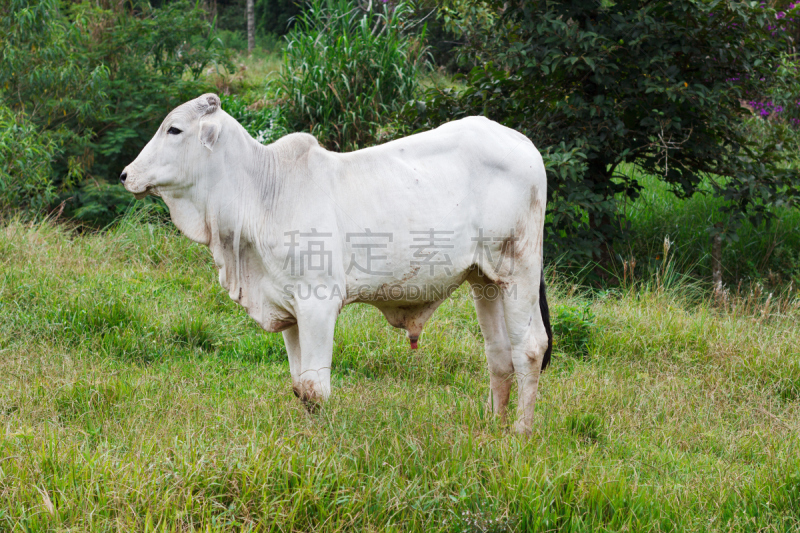 草,绿色,公牛,纯种犬,肉牛,婆罗门圣牛,萨尔瓦多 ,饲养员,米纳斯吉拉斯州,里约热内卢