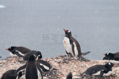 库佛维尔岛,南极洲,巴布亚企鹅,可爱的,野生动物,雪,动物,鸟类,鹅卵石,背景