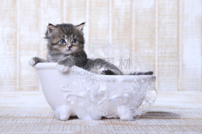 小猫,浴盆,泡泡,小的,宠物收养,猫,水平画幅,无人,工作室,非凡的