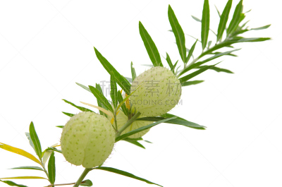 花坛,气球,桔梗花,水平画幅,绿色,无人,荆棘,白色背景,植物茎,植物