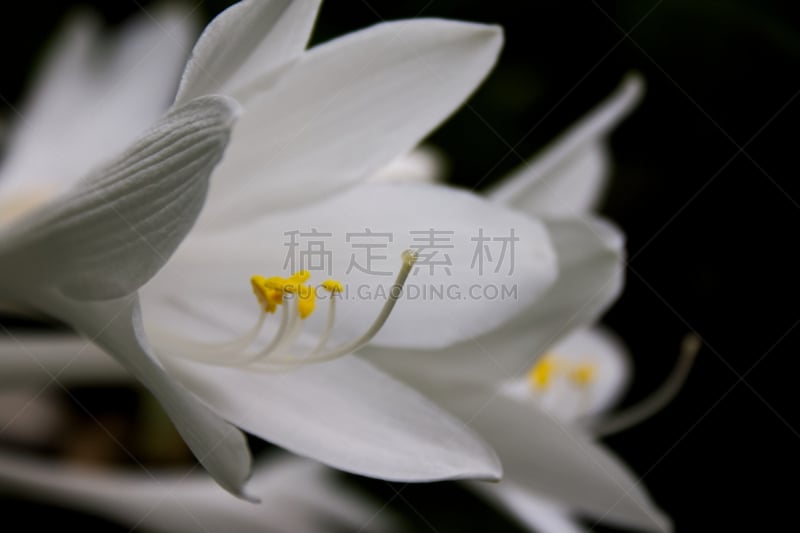 花朵,玉簪属植物,白色,背景分离,自然美,芭蕉,天门冬科,园林,植物,夏天