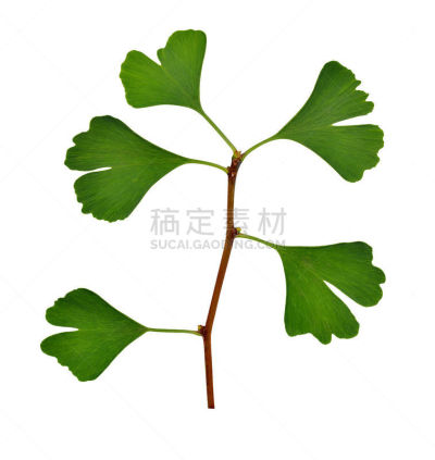 叶子,银杏,自然,垂直画幅,印度草医学,绿色,无人,嫩枝,健康保健,背景分离