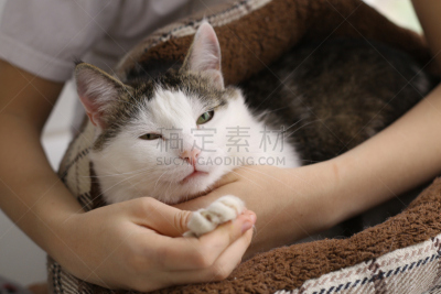 猫,手,人,床,大腿前部,爪子,替代疗法,辅导讲座,业主,档案