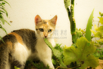 猫,格鲁曼f-14,水平画幅,夏天,户外,草,姿态,哺乳纲,植物,看