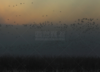 黎明,湿地,环境,云,水面,自然美,宫城县栗原市,鸟类,丘陵鹅,湖