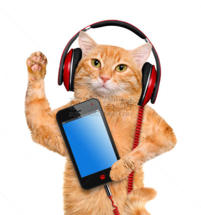 猫,耳机,音乐,个人随身用品,垂直画幅,美,进行中,电话机,智慧,噪声