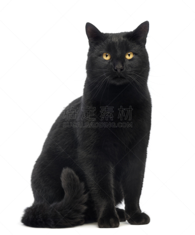 猫,黑色,注视镜头,分离着色,杂种猫,垂直画幅,正面视角,家畜,无人,猫科动物