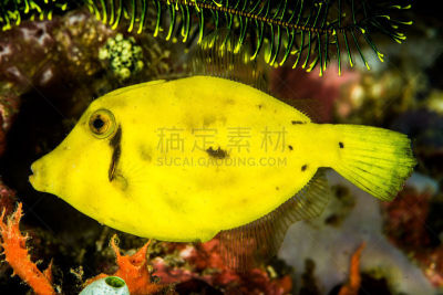 海百合类,豚鱼,沙璜,水平画幅,菲律宾,水下,生物学,生态多样性,海洋,爱尼罗