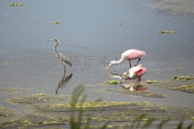 鸟类,湿地,玫瑰色琵鹭,奥兰多,公园,淡水,野生动物,佛罗里达,脊椎动物,淡水鸟