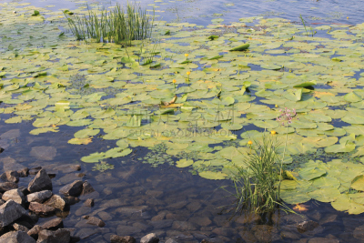 黄睡莲,仅一朵花,yellow water,野生动物,草,池塘,湖,植物,河流,背景