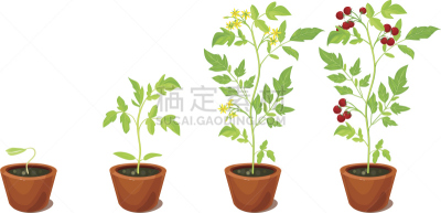 樱桃番茄,舞台,农业,蔬菜,横截面,花盆,浆果,西红柿,小的,中老年人