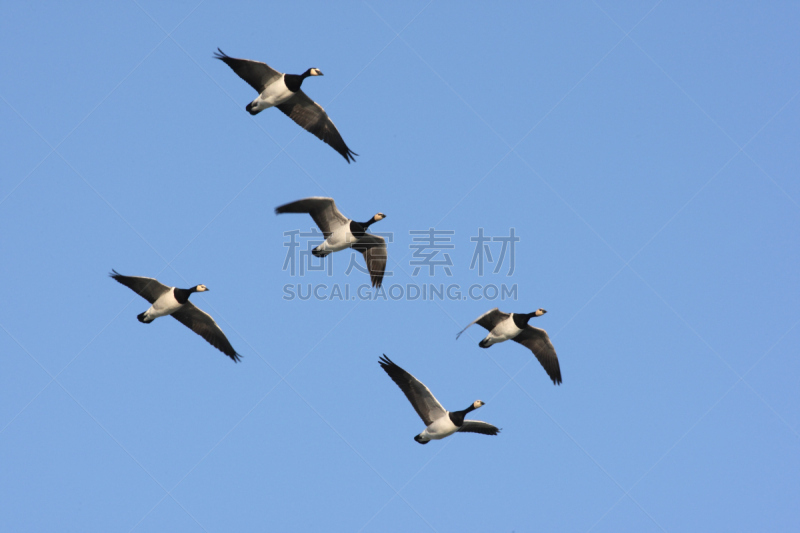 黑雁,滩涂,河口,水平画幅,鸟类,户外,水禽,田地,海滩,英国