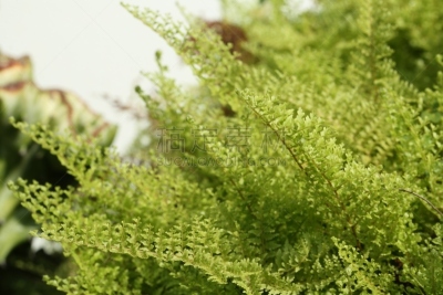 枝繁叶茂,叶子,自然,蕨类,背景,自然美,美,水平画幅,无人,生物学