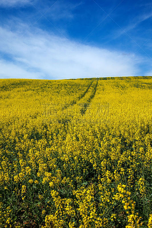 田地,黄色,油菜花,垂直画幅,天空,美,无人,夏天,户外,仅一朵花