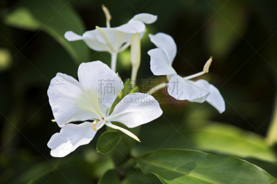 白色,香水,gingerlily,名声,自然,水平画幅,符号,纯净,野生植物,特写