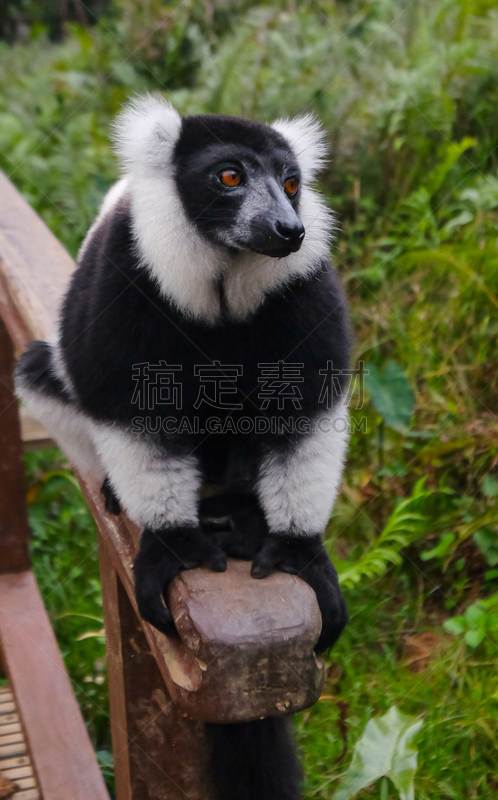 肖像,马达加斯加大狐猴,手,白色,绿色,黑色,毛皮,自然美,环境保护,自然