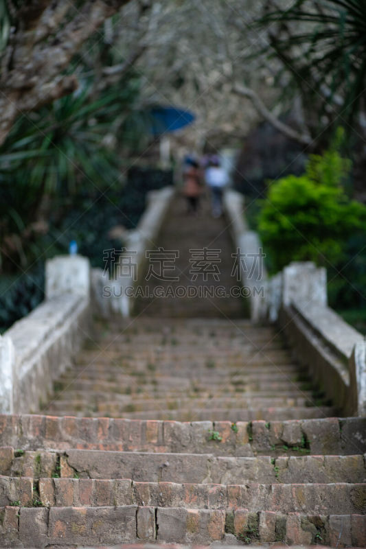 正下方视角,陡峭,葡萄树枫木,台阶,垂直画幅,风景,环境,图像,公园,枝繁叶茂