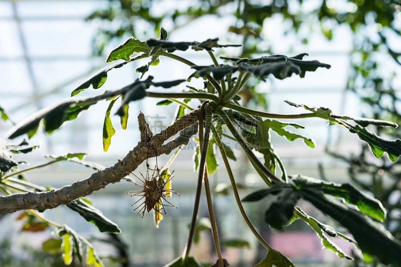 叶子,温室,树干,水平画幅,园艺,夏天,户外,马达加斯加,苏黎士,植物