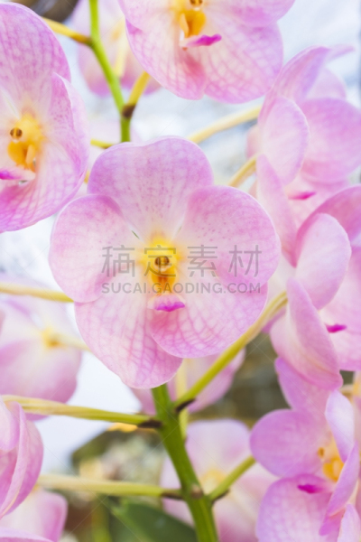 万代兰属,单子叶植物,树兰亚科,天门冬目,热情,计划书,热带气候,芳香疗法,植物,开花植物