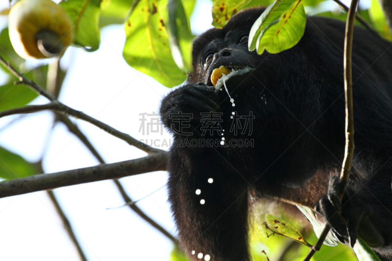 black howler monkey,腰果,水果,吼猴,狒狒,伯利兹,危地马拉,尤卡坦州,正面视角,动物身体部位