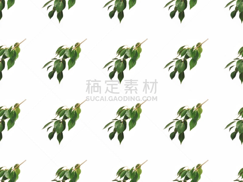 叶子,绿色,枝,水平画幅,枝繁叶茂,无人,组物体,面神经,植物,清新